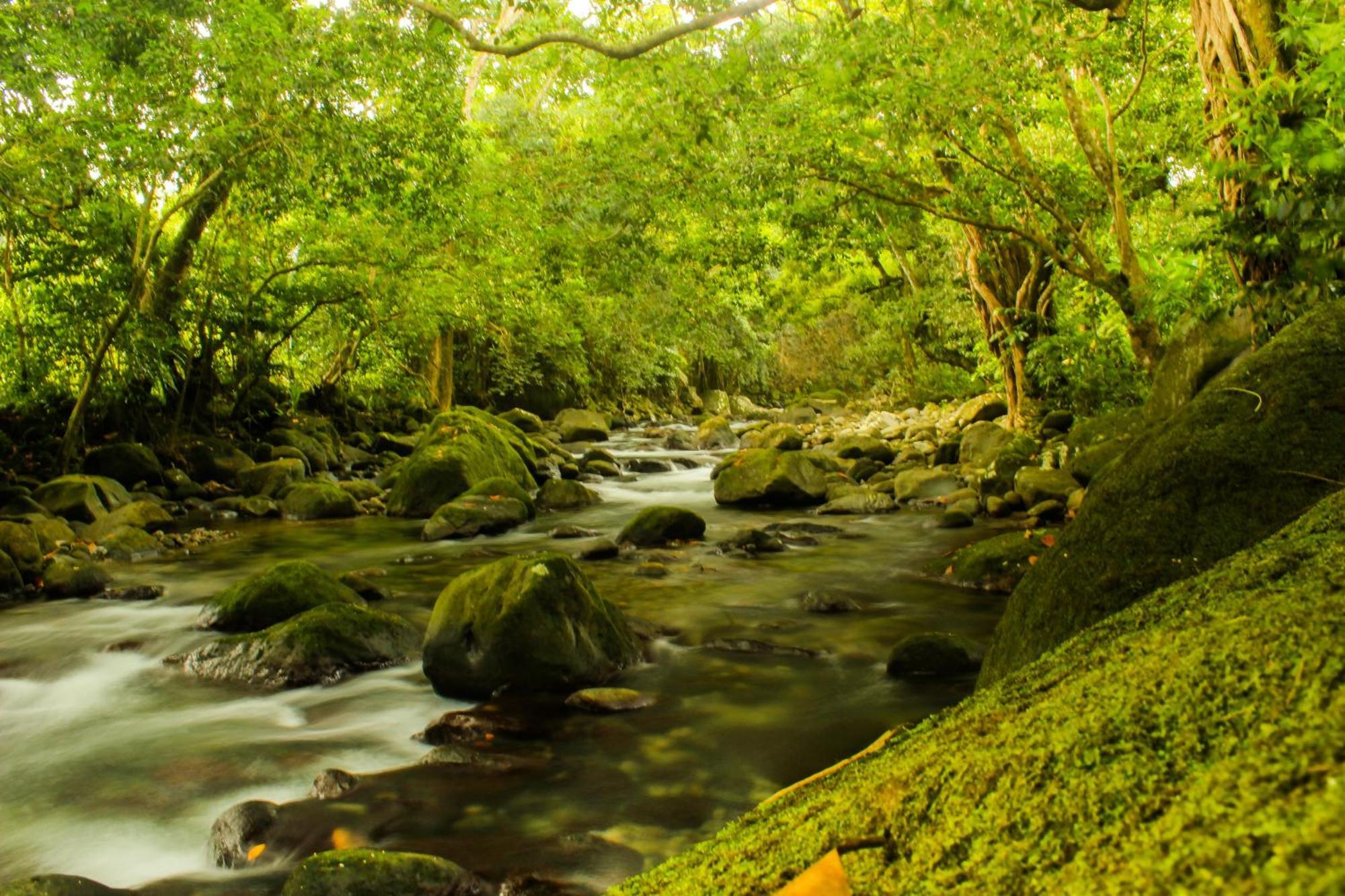 La Plaine Citrus Creek Plantationヴィラ 部屋 写真