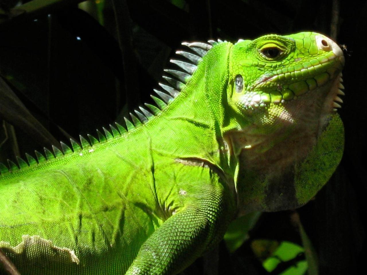La Plaine Citrus Creek Plantationヴィラ エクステリア 写真