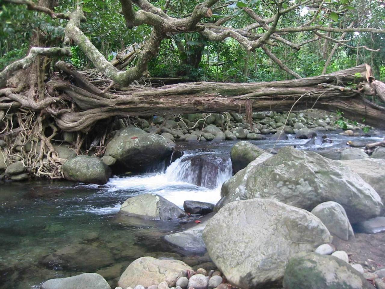 La Plaine Citrus Creek Plantationヴィラ エクステリア 写真
