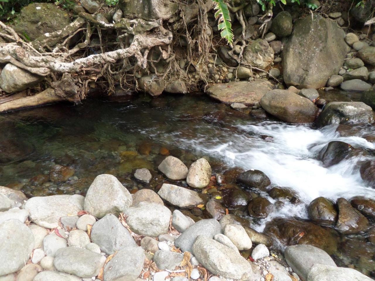 La Plaine Citrus Creek Plantationヴィラ エクステリア 写真
